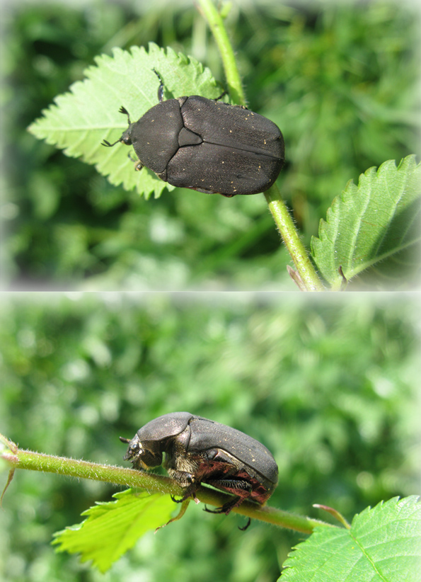 coleottero da identificare